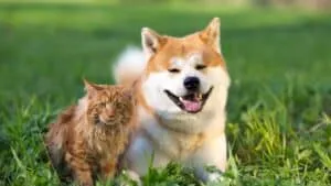 Seu Plano de Saúde Pet Perfeito – Melhores Dicas
