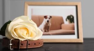 Cremação de Animais de Estimação