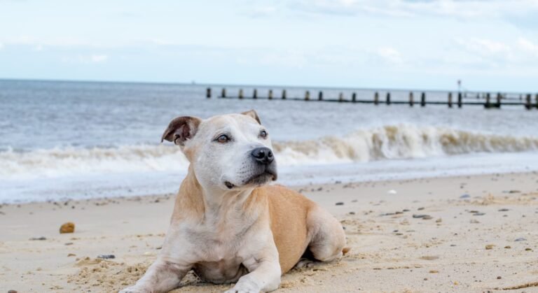 A Longevidade dos Animais e o Impacto nos Planos Pet