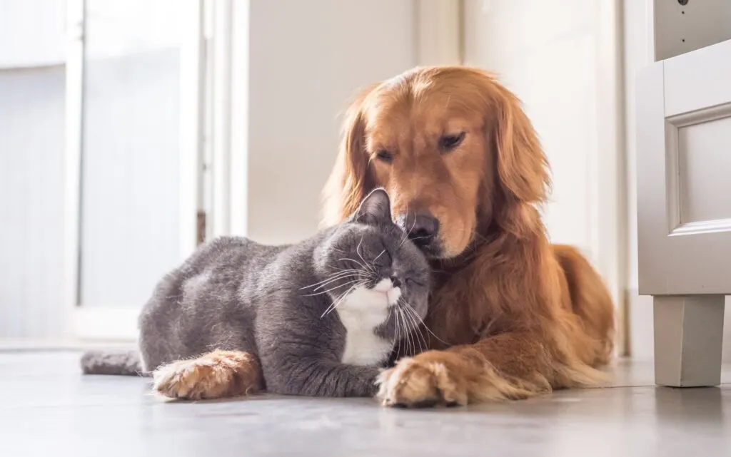 10 Benefícios do Petlove Plano para Viamão plano_de_saude_pet_petlove