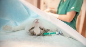 Castração em Cães e Gatos nos Planos Petlove Saúde