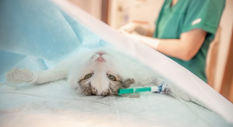 Castração em Cães e Gatos nos Planos Petlove Saúde