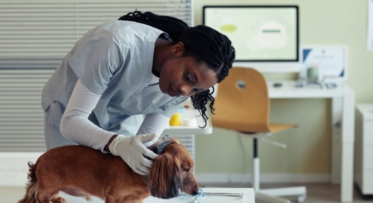 Especialidades Veterinárias – Um Guia para Tutores
