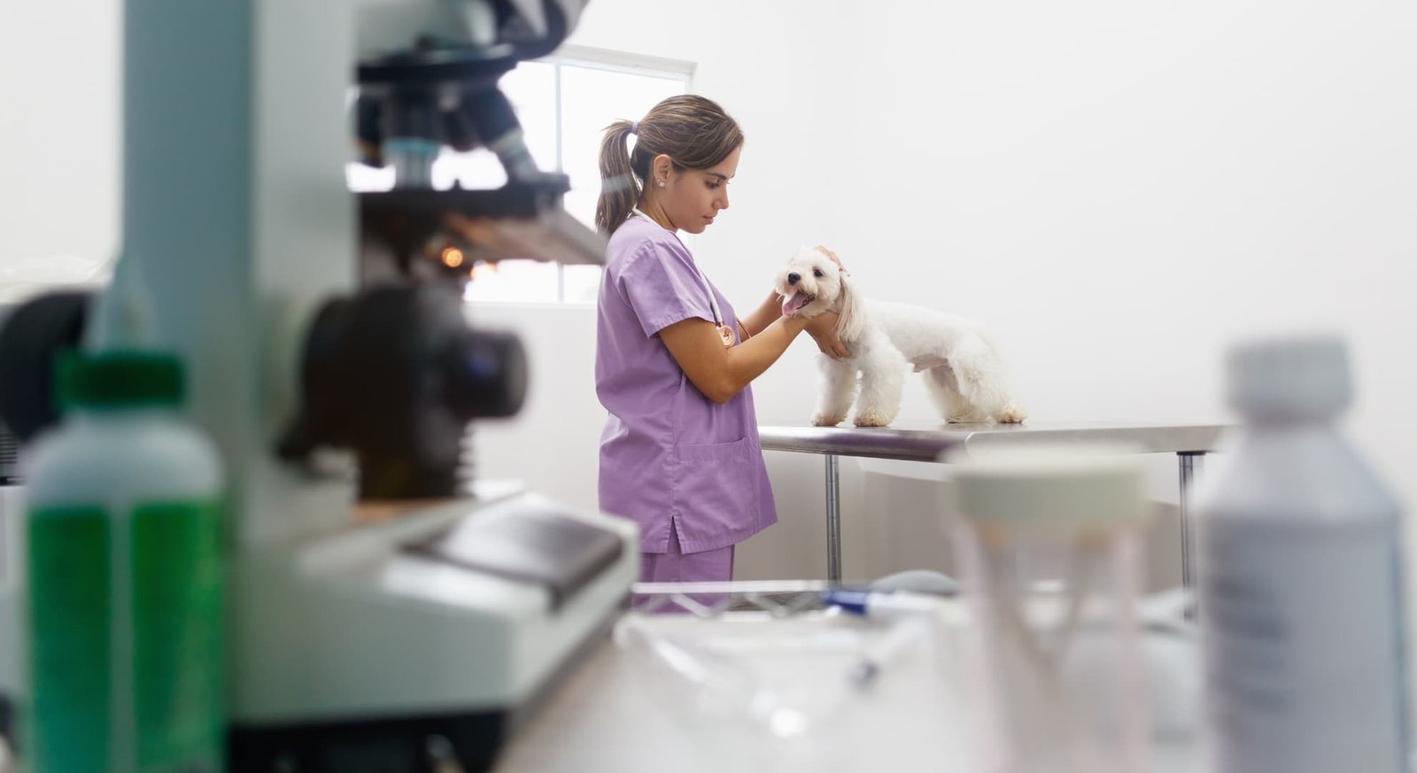 veterinaria_fazendo_uma_primeira_consulta_em_um_cachorro_poodle