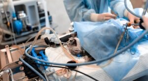 Procedimentos Veterinários de Alto Custo