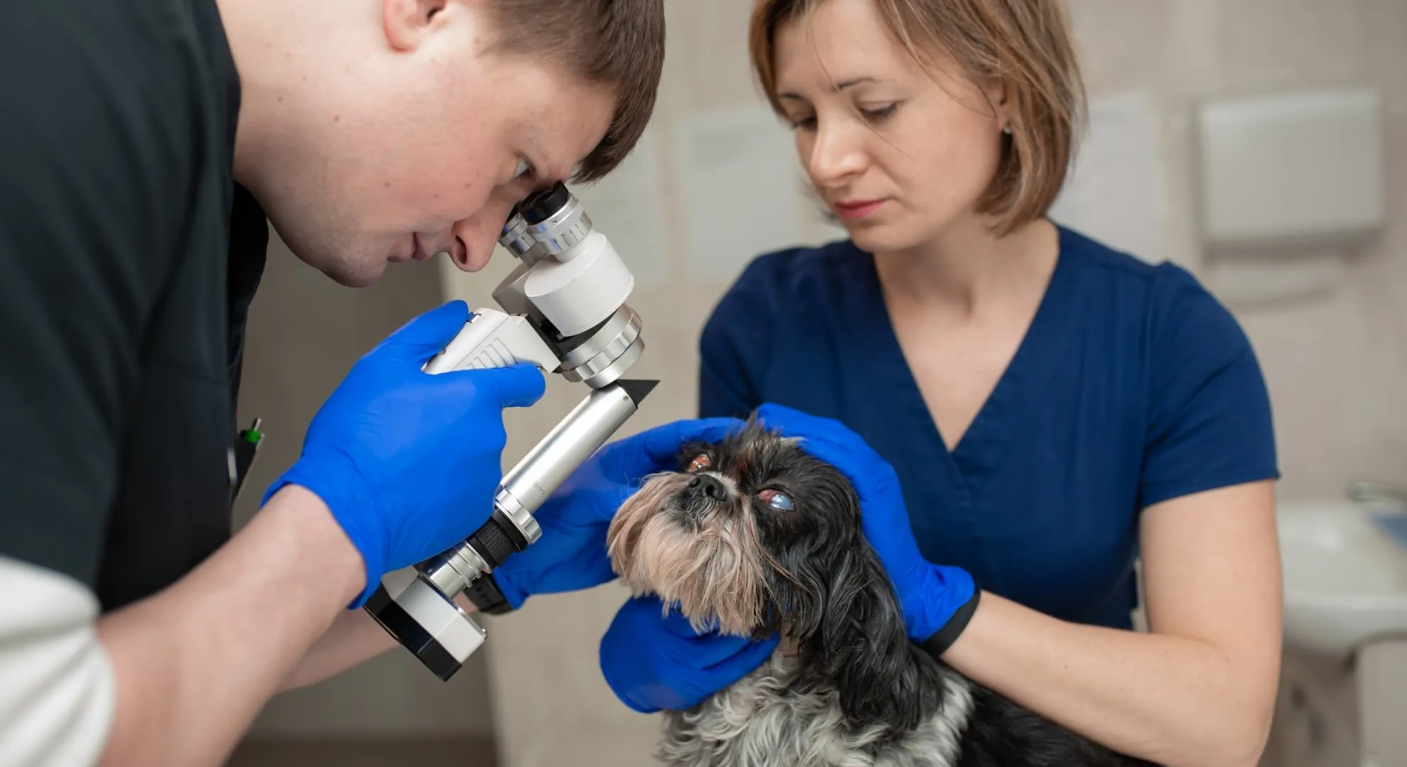 oftalmologista_especializado_em_animais_de_estimacao_examinando_os_olhos_de_um_schnautzer_idoso
