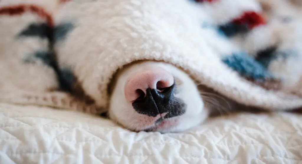 cachorro_se_recuperando_pós_cirurgia_de_castracao