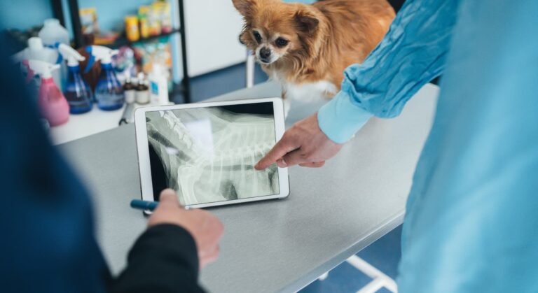 Exames Laboratoriais e de Imagem em Planos de Saúde Pet
