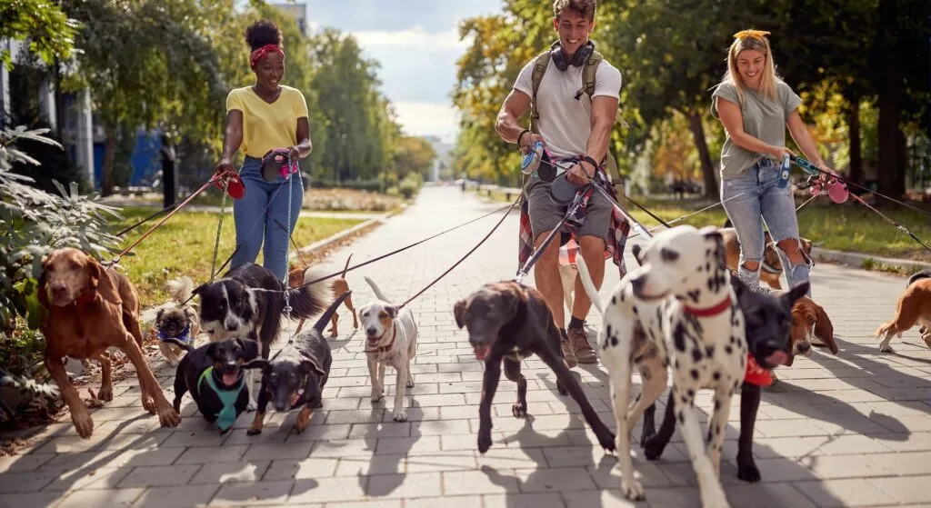 Quantos_Cachorros_e_Gatos_tem_um_Plano_de_Saúde_Pet_no_Brasil