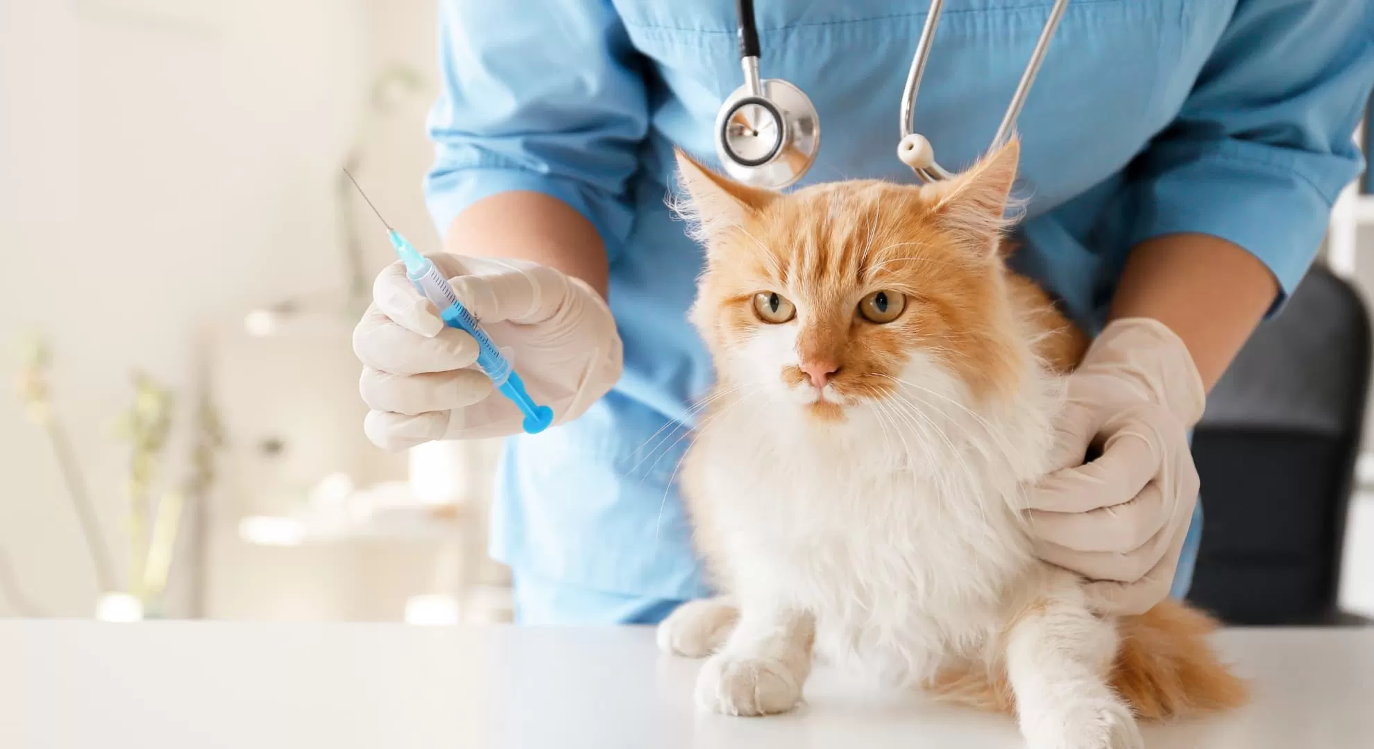 coberturas_que_protegem_gastos_inesperados_com_os_animais_de_estimacao