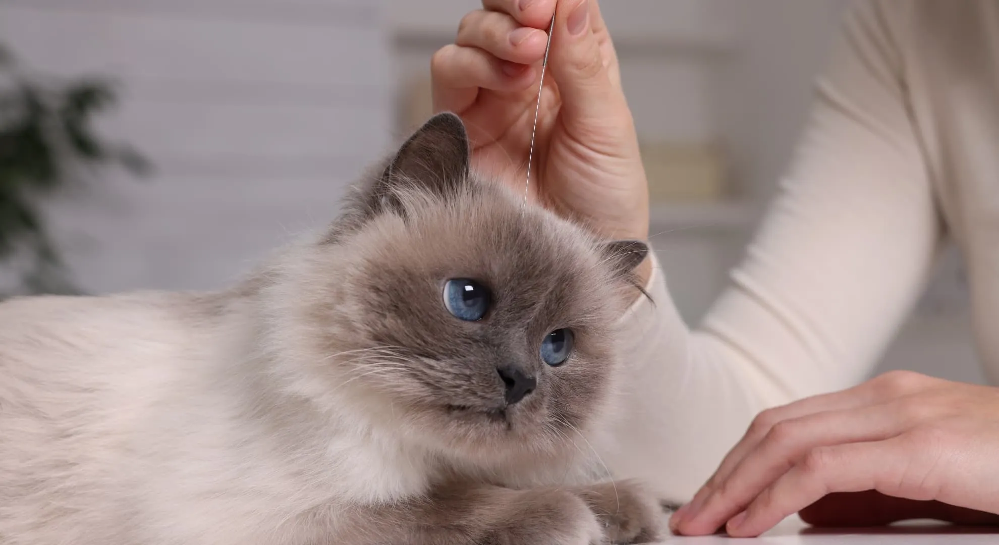 Terapias Alternativas em Planos de Saúde Pet acupuntura_aplicado_em_um_gato_por_uma_veterinaria_especializada