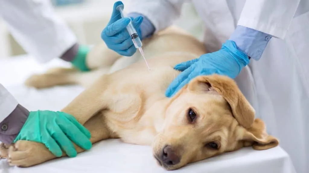 10 Benefícios do Petlove Plano para Viamão Vacinas_V8_e_V10_para_Cães:_Protegendo_Nossos_Amigos_Peludos