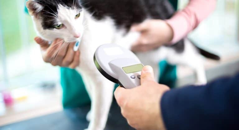 Microchipagem de Animais de Estimação- O que Precisa Saber
