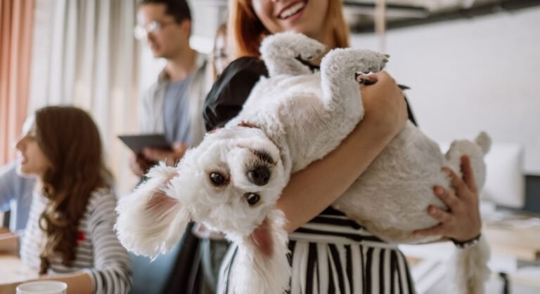Planos de Saúde Pet – Prevenção e Educação