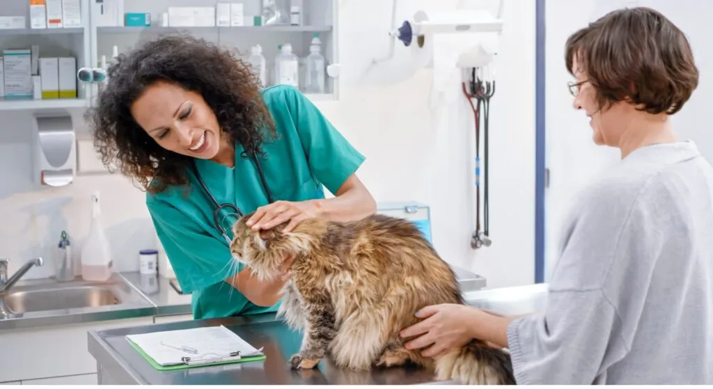 veterinaria_examinando_um_gato_persa