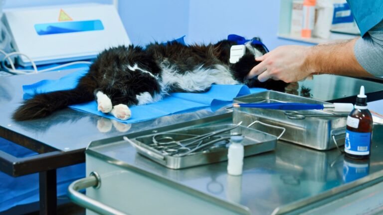 Castração em Cães e Gatos – Como o Plano de Saúde Pet ajuda