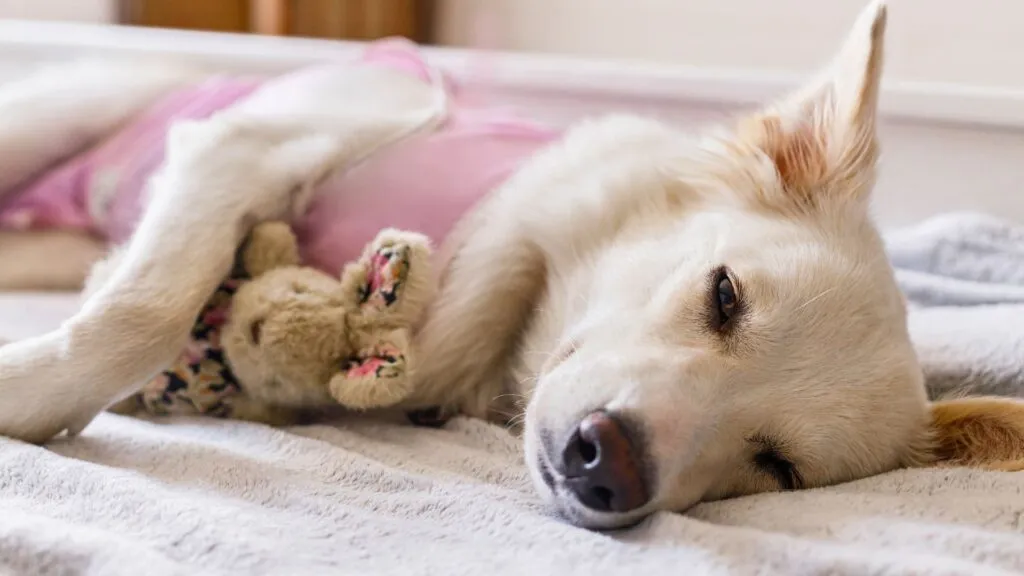 Castração em Cães e Gatos - Como o Plano de Saúde Pet ajuda castracao_em_cachorro_pago_pelo_plano_petlove_saude