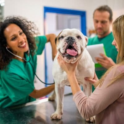 cachorro_bege_em_uma_consulta_veterinaria