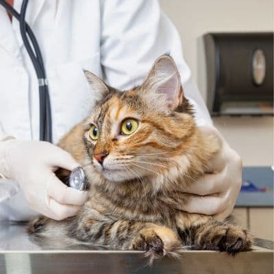 gato_mesclado_com_veterinario_fazendo_exames