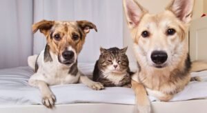 Plano de Saúde Pet – Perguntas e Respostas