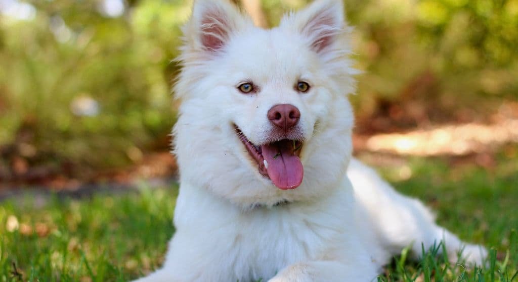 cachorro_feliz_sorrindo_deitado_na_grama