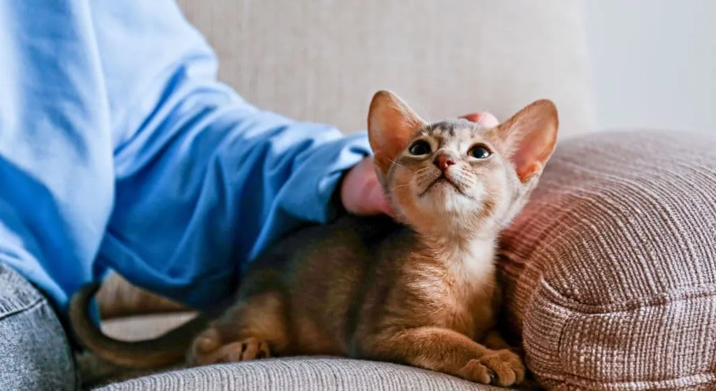 Tudo o Que Você Precisa Saber Sobre Planos de Saúde Pet: Benefícios, Cobertura e Como Escolher gato_sentado_no_sofa_com_seu_tutor
