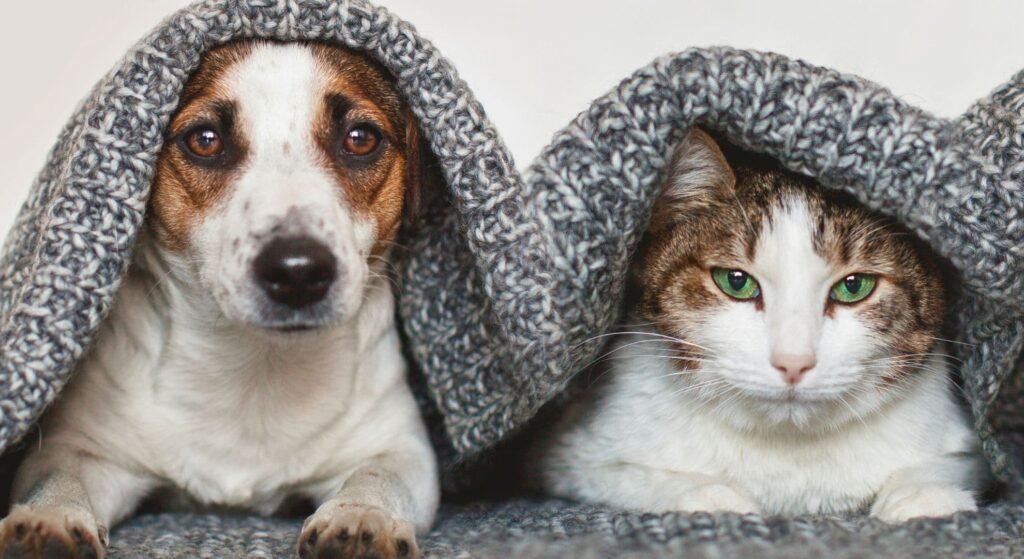 cão_e_gato_feliz_debaixo_de_um_cobertor