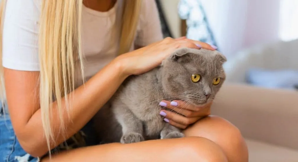 10 Razões Irresistíveis para Escolher o Melhor Plano de Saúde para Gatos em 2026! mulher_segura_gato_no_braço