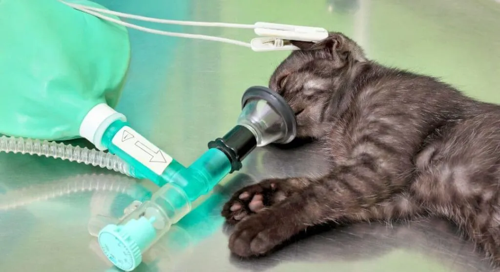 10 Razões Irresistíveis para Escolher o Melhor Plano de Saúde para Gatos em 2026! anestesia_do_gato_antes_de_uma_cirurgia