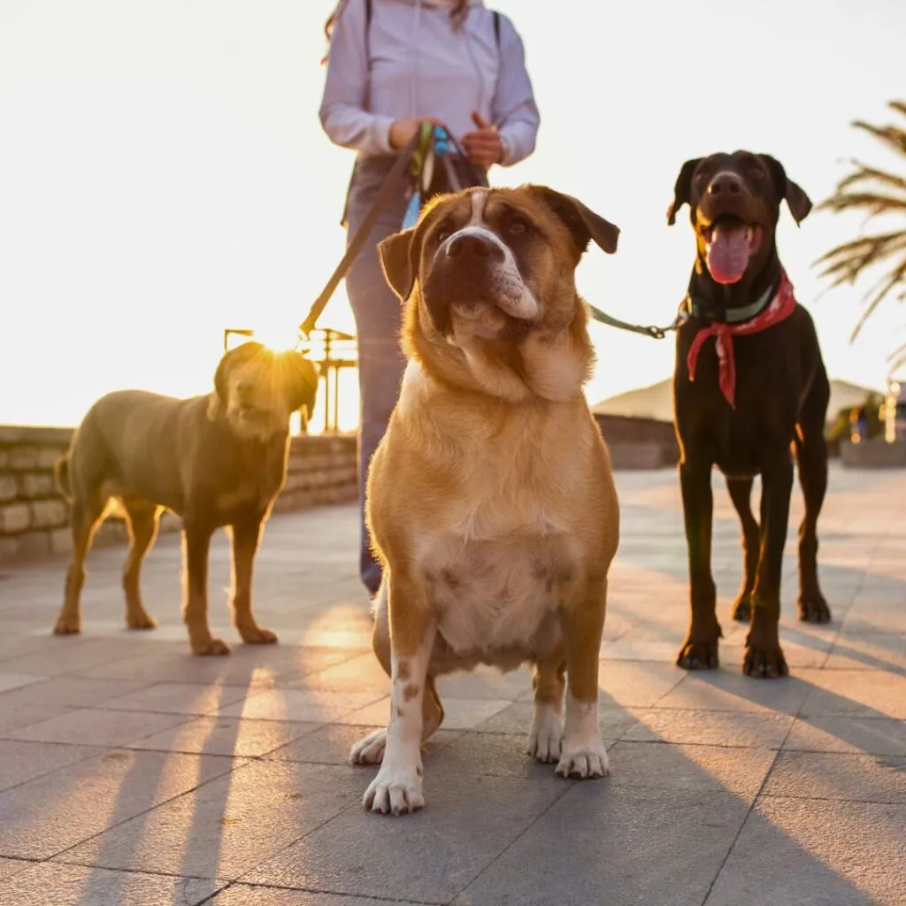 petlove_plano_com cachorros_saindo_no_verao
