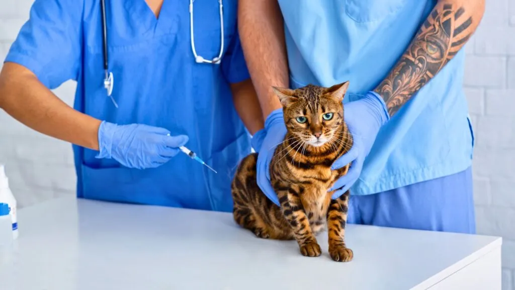 gato_recebendo_vacina_pelo_plano_petlove