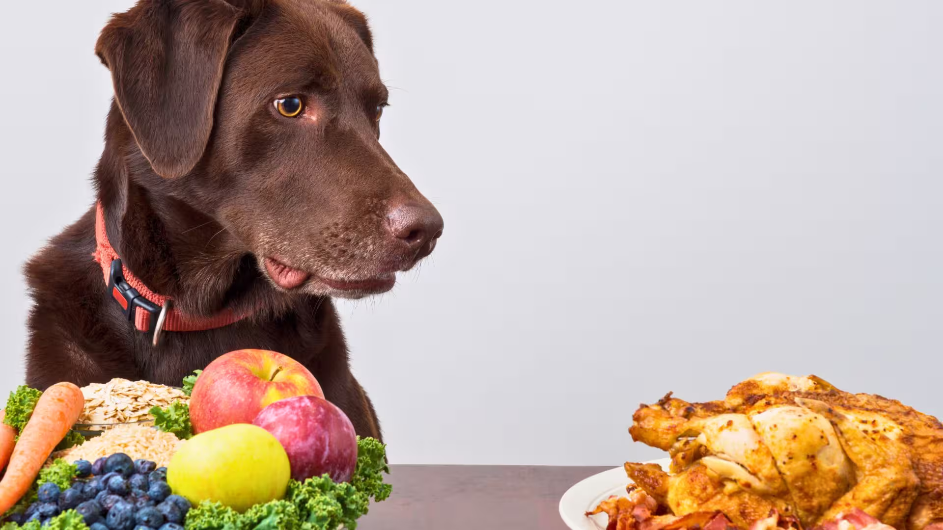 25_Frutas_e_Legumes_que_seu_Cachorro_Pode_Comer_em_2025