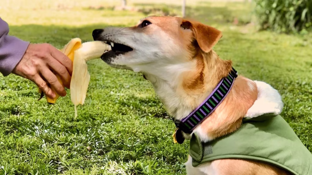 cachorro_vira_lata_comendo_banana