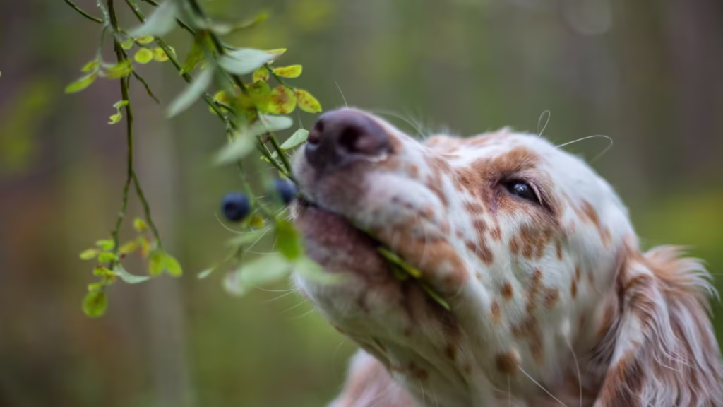 lindo_cachorro_comendo_mirtilo