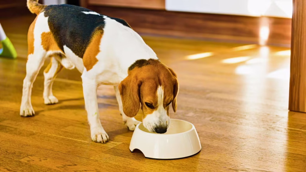 beagle_comendo_mamão_dentro_de_um_pote