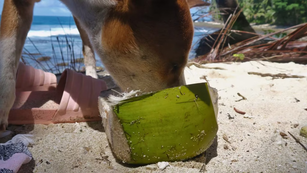 cachorro_vira_lata_comendo_coco_na_praia