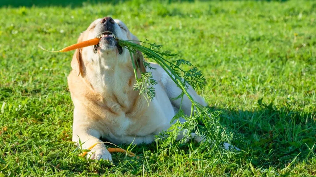 cachorro_comendo_cenoura