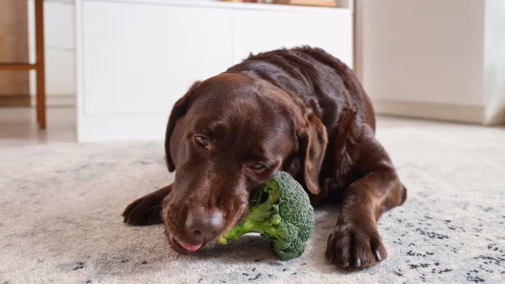 labrador_marrom_comendo_brocolis