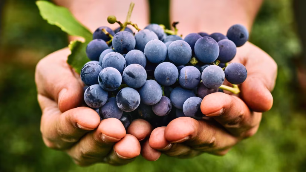 uvas_causem_problemas_renais_em_cachorros