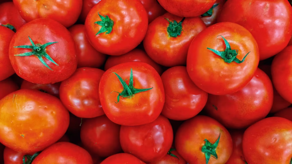 tomate_nao_e_recomendado_para_seu_cachorro
