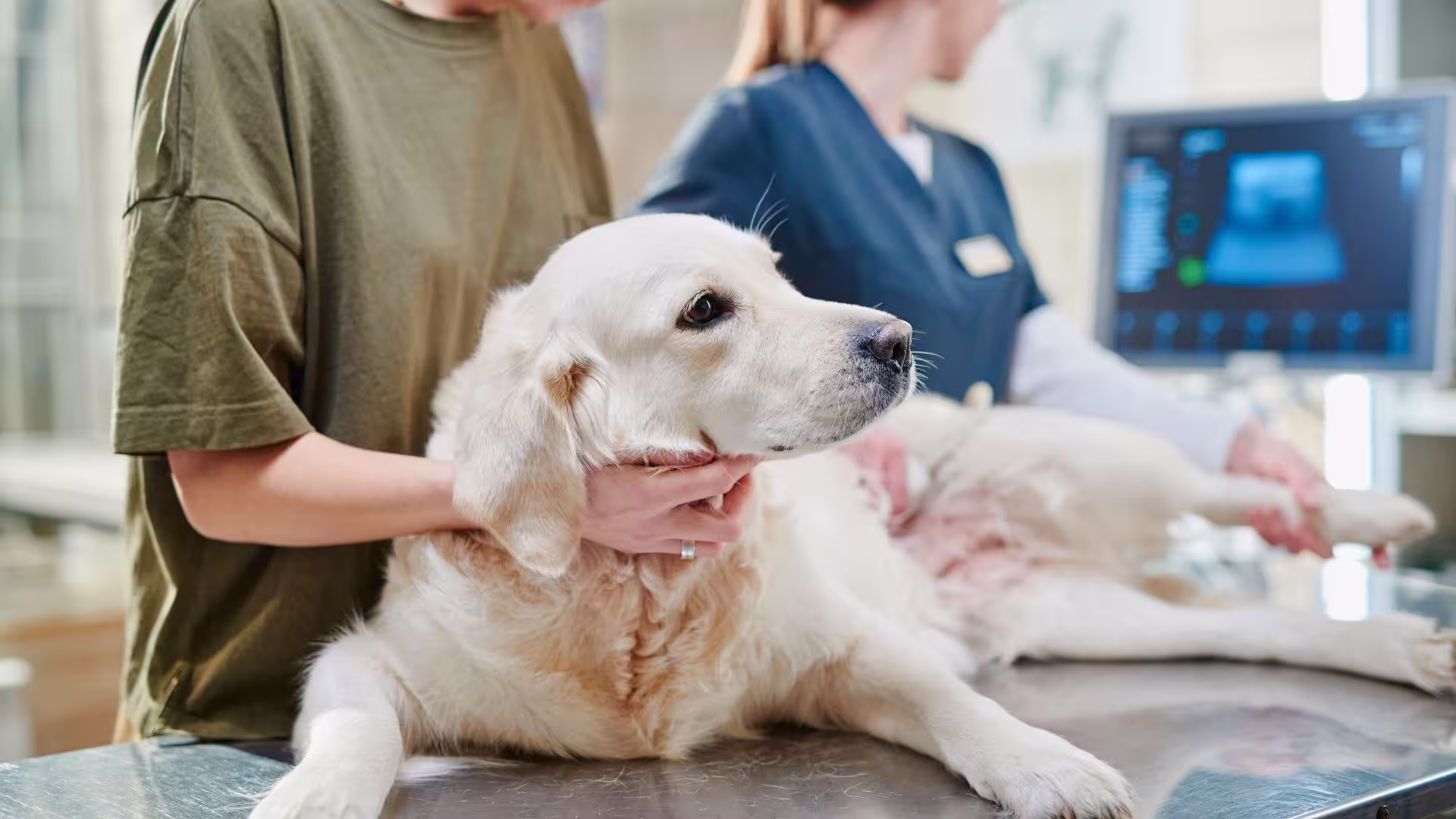 Quimioterapia_em_Pets