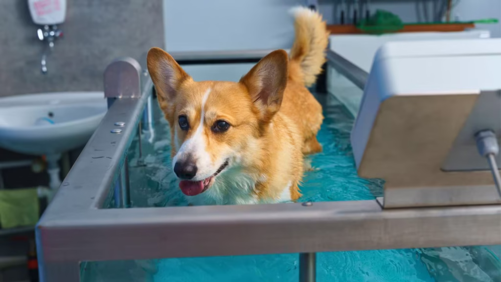 rehabilitação_cachorro_terapia_de_cancer