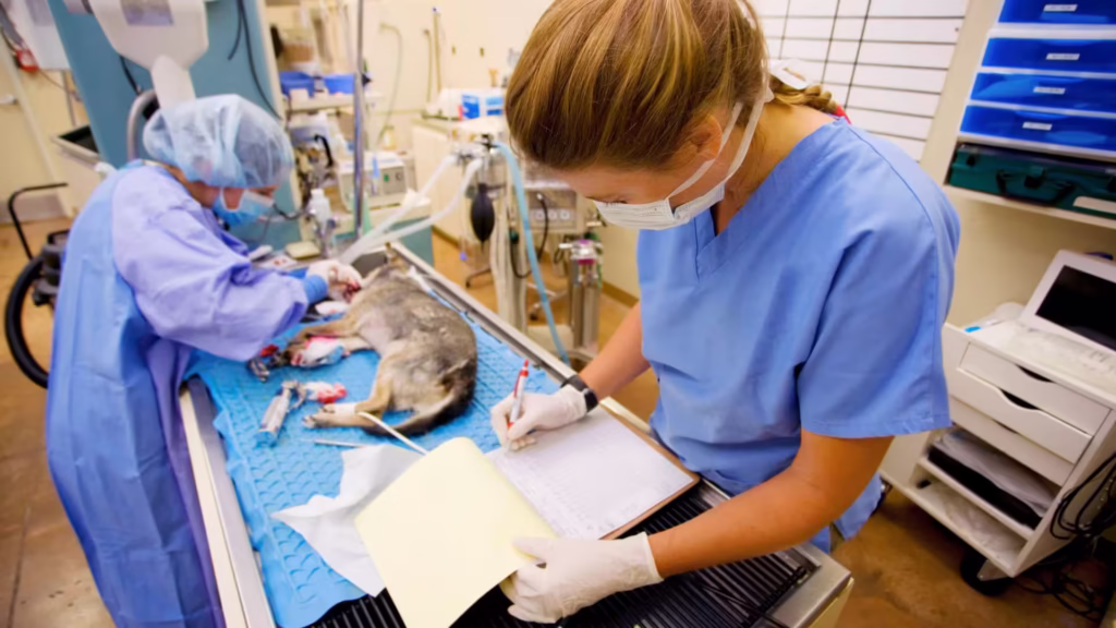 cirurgia_em_animal_de_estimação