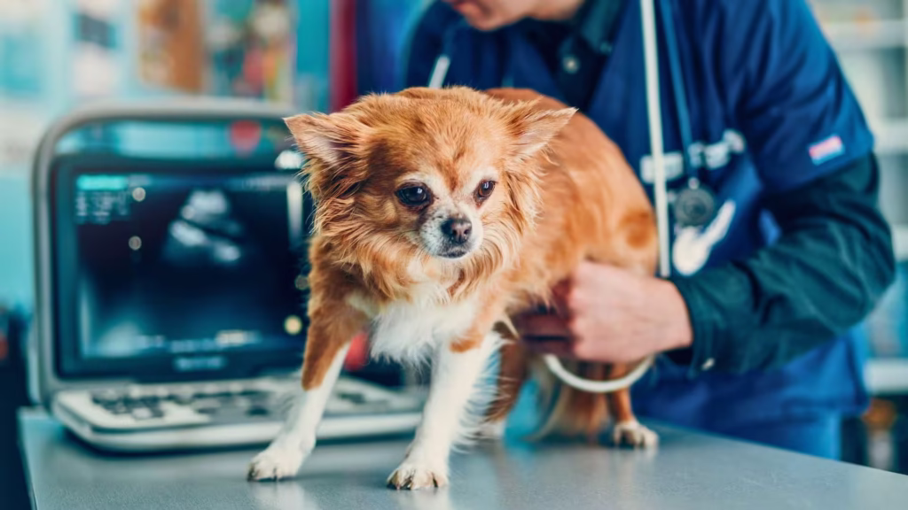 exames_pelo_plano_de_saude_petlove