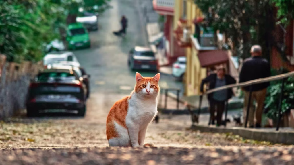 gato_em_uma_rua_inclinada_em_sao_paulo