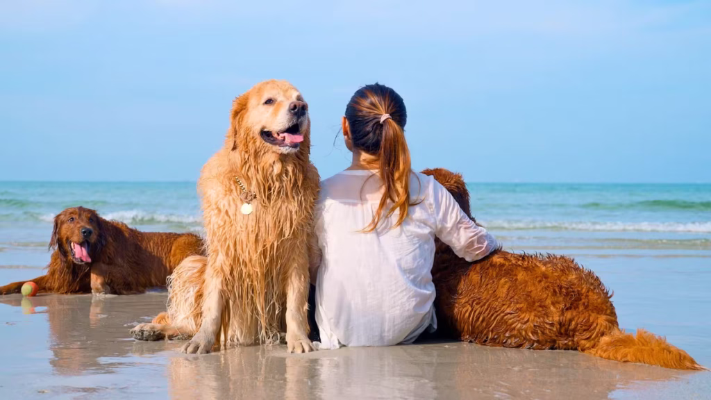 perguntas_frequentes_sobre_cobertura_da_petlove