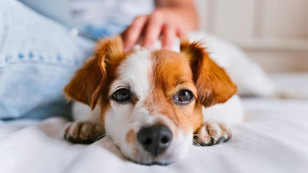 plano_de_saude_pet_da_petlove