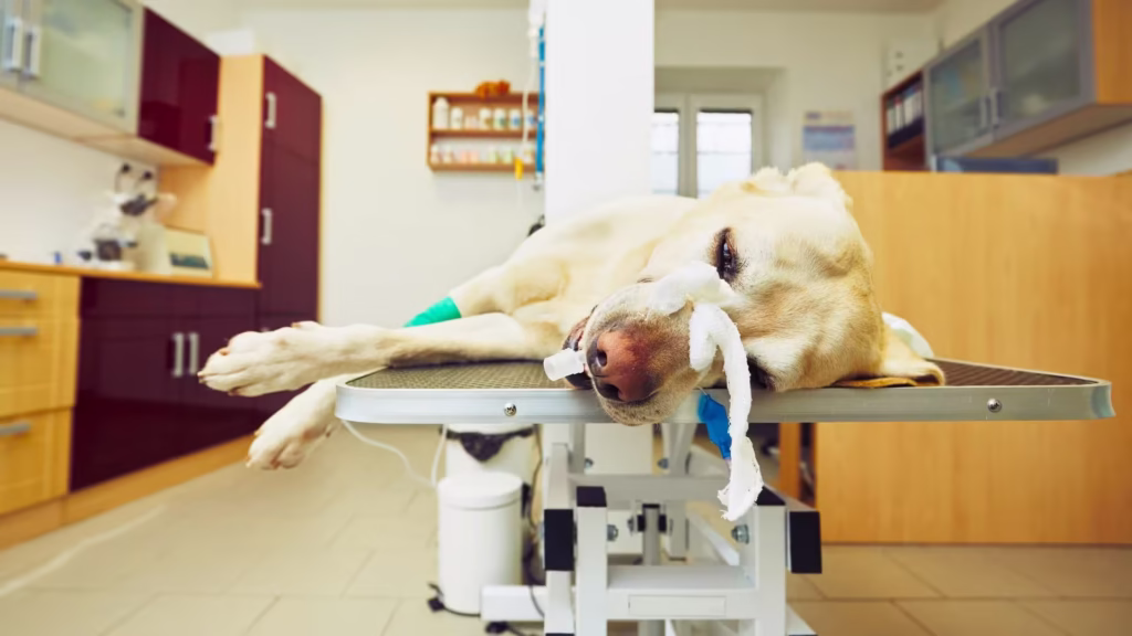 procedimento-plano-de-saude-pet