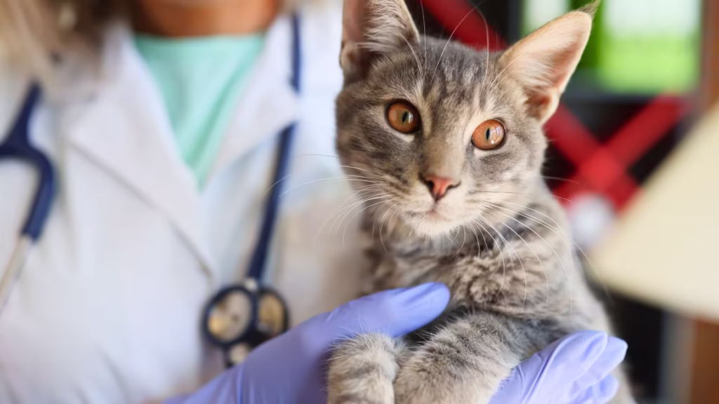 gato_consulta_paga_pelo_plano_pet