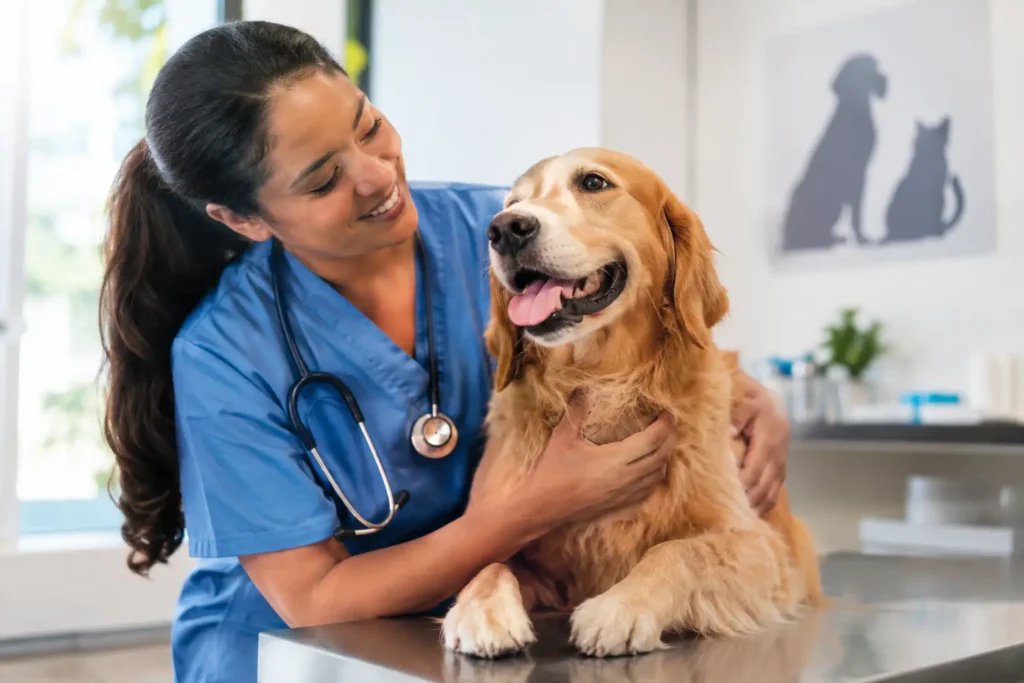 Como escolher clínica veterinária 24h sem errar